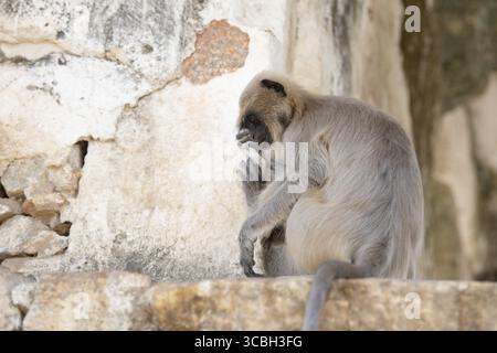 Graue Schlangenaffen der nördlichen Ebenen, Semnopithecus entellus-Affe in einem Tempel, Tierwelt von Hampi India, Dschungel und Regenwaldtiere in der Stadt Stockfoto