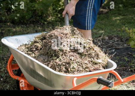 Eine Person fährt aktiv mit einer stark beladenen orangen Schubkarre, gefüllt mit frisch geschnittenem Grasschnitt, durch eine lebendige grüne Gartenlandschaft, Indi Stockfoto