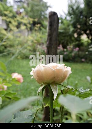 Blonde Pfirsichrose in Blüte mit Regentropfen, Nahaufnahme Makroaufnahmen im Garten. Stockfoto