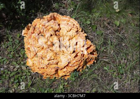 Großer gemeiner Schwefelporling-Pilz, der auf einer Wiese wächst, Laetiporus sulphureus, Klammerpilz Stockfoto