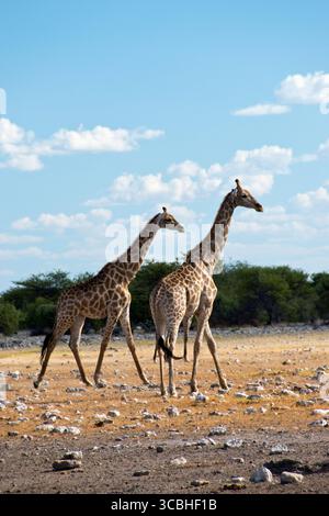 Zwei Giraffen spazieren durch die Wüstenlandschaft des Etosha-Nationalparks, Namibia. Stockfoto