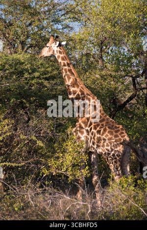 Eine Giraffe Schürfwunden an Bäumen in Etosha National Park, Namibia. Stockfoto