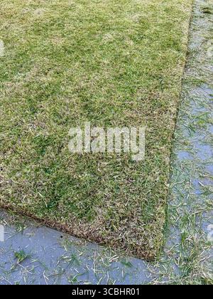 Frisch geschnittenes Gras auf gepflegtem Rasen. Stockfoto