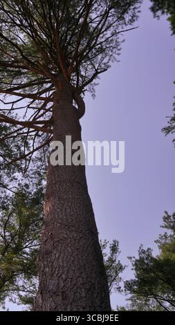 Hohe Kiefer, von unten gesehen, zeigt seine Höhe und seine starke Struktur. Stockfoto