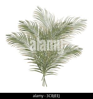 Aquarellillustration grüner Palmblätter in realistischem botanischen Stil. Geeignet für Verpackungen, Textildesign, Tapeten tropisches Branding Kosmetik, Öko-Produkte und Dschungelkompositionen. Stockfoto