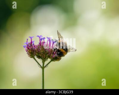 Hummel auf der Suche nach Pollen auf einer blühenden Blume Stockfoto