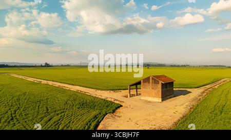 Luftdrohnenbild einer kleinen rustikalen Hütte inmitten weitläufiger grüner Reisfelder in der Provinz Vercelli, Piemont, Italien. Klarer Sommerhimmel und agr Stockfoto