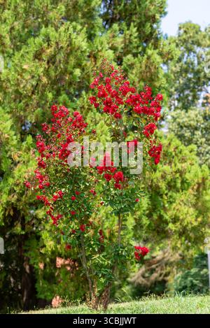 Busch roter Rosen mit dem Grün des Parks im Hintergrund Stockfoto