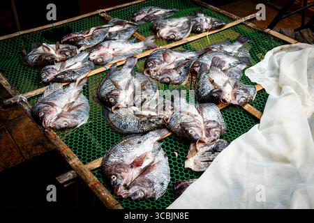 Februar 2023, Bangkok, Bangkok, Thailand: Fisch wird gesäubert, bevor er auf einem Markt im Freien verkauft wird. (Kreditbild: © Matt Hunt/ZUMA Press Wire) Stockfoto