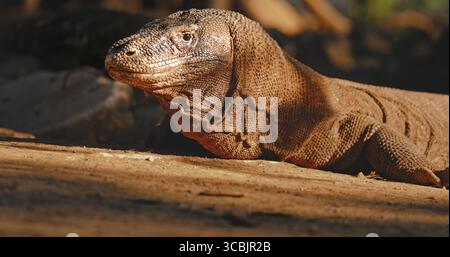 Großer Komodo-Drache (Varanus Komodoensis), auch als Komodo-Monitor bekannt, auf dem trockenen Boden der Insel Rinca, Teil des Komodo-Nationalparks in Indonesien, ein UNESCO-Weltkulturerbe Stockfoto