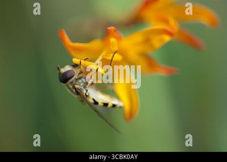 Hoverfly ruht auf einer hellgelben Blüte und sammelt aktiv Pollen, umgeben von grünem Laub in einer ruhigen Gartenszene. Stockfoto