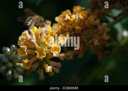 In einem üppigen Garten sammelt eine Biene viel Nektar aus leuchtend gelben und orangen Blüten und zeigt die zarte Schönheit der Natur im Morgenlicht. Stockfoto