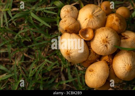 Dieses Foto zeigt ein Paar Conocybe-Pilze, die aus einer grasbewachsenen Stelle auf dem Waldboden auftauchen. Stockfoto