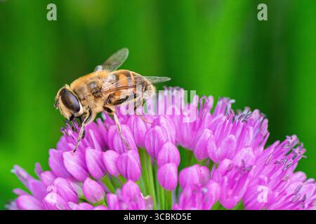 Nahaufnahme einer Drohnenfliege (Eristalis tenax), die sich an violetten Zierblüten des allium ernährt. Ein lebhaftes Makrofoto, das Bestäubung, Biodiversität, an hervorhebt Stockfoto