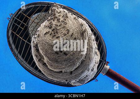 Bienenhaus in Votorantim, São Paulo, Brasilien – 20. Februar 2021. Stockfoto