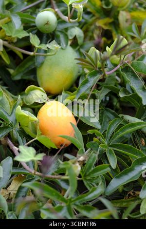 Leuchtend orange Samenkapseln einer Passionsblumenpflanze (Passiflora), die im Spätsommer zwischen glänzend grünen Blättern wächst Stockfoto