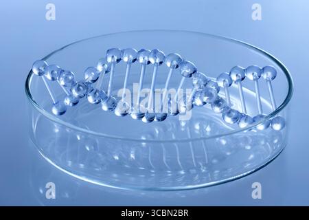Abstraktes kosmetisches Labor. Chemische Laborforschung. Kosmetische Essenz. DNA-Modell in Petrischale. Stockfoto