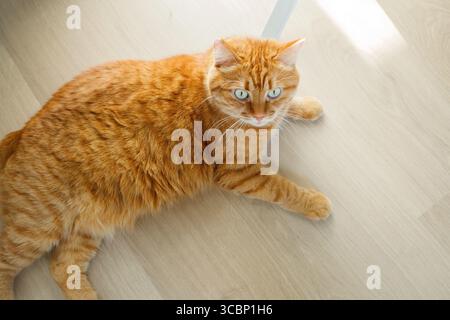 Niedliche orangene Katze, die sich auf dem Holzboden in einem hohen Winkel von zu Hause aus niederlegt Stockfoto
