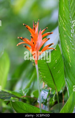 Papageienwebel, Papageienwebel (Heliconia psittacorum), Blooming, Costa Rica, Puntarenas Stockfoto
