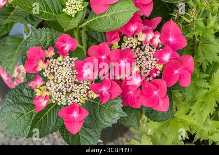 Gartenhortensie, Spitzenhortensie (Hydrangea macrophylla 'Frisbee Hot Pink', Hydrangea macrophylla Frisbee Hot Pink), blühend, Sorte Frisbee Ho Stockfoto