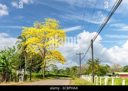 Saisonaler blühender Baum (Tabebuia ochracea), blühender Straßenrand, Costa Rica, Alajuela, Legua Stockfoto