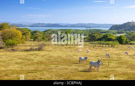 Weideflächen mit Katzenfischen am Golf von Colorado, Costa Rica, Guanacaste National Park, Abangares Stockfoto