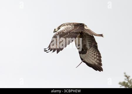 Eurasischer Bussard (Buteo buteo), ein sehr weiß gefiederter gemeiner Bussard im Flug, mit gefangener brauner Ratte, Niederlande, Texel, de Cocksdorp Stockfoto