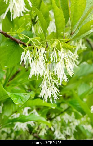 Amaerican Fringe Tree, weißer Fransenbaum (Chionanthus virginica, Chionanthus virginicus), blühender Zweig, Niederlande Stockfoto