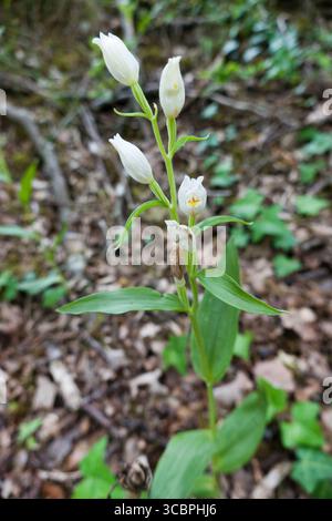 Weißes Helleborin (Cephalanthera damasonium), blühend, Deutschland, Nordrhein-Westfalen Stockfoto