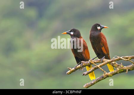 Montezuma oropendola (Psarocolius montezuma, Gymnostinops montezuma), ein Paar, das auf einem toten Ast im Regenwald sitzt, hat nichts mehr zu sagen Stockfoto