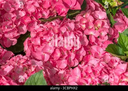 Gartenhortensie, Spitzenhortensie (Hydrangea macrophylla 'Duro', Hydrangea macrophylla Duro), blühend, Sorte Duro Stockfoto