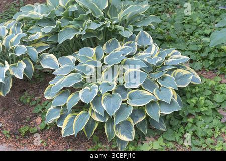 Kochbananen-Lilie (Hosta „First Frost“, Hosta First Frost), Blätter der Sorte First Frost Stockfoto
