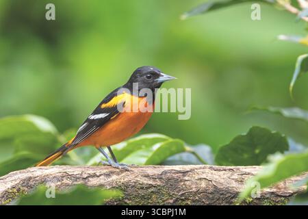Abeille's oriole, Baltimore oriole, Golden oriole, Northern oriole (Ikterus galbula), männlich sitzend auf einem Zweig, Costa Rica, Puntarenas, Monteverde Stockfoto