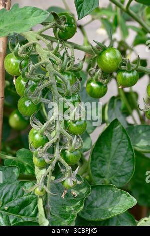 Kirschtomate in Baumstämmen, die in grüner Gartenpflanze angebaut werden und sich entwickeln Stockfoto