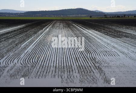 Ackerland auf der liverpool Plains im Norden nsw Stockfoto