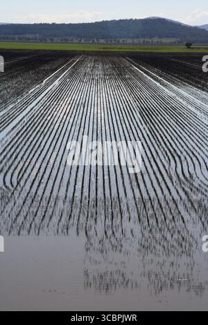 Ackerland auf der liverpool Plains im Norden nsw Stockfoto