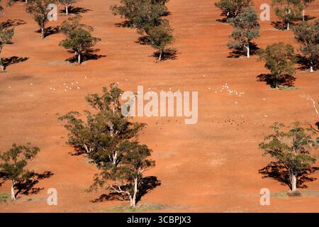 Kakadus fliegen über roten Dreck in australien Stockfoto