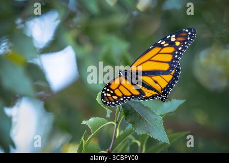 Monarch Butterfly ruht auf grünem Laub. Stockfoto