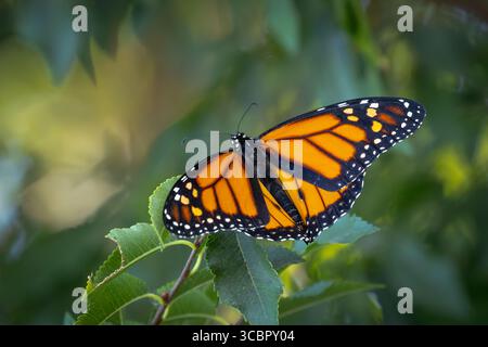 Monarch Butterfly ruht auf grünem Laub. Stockfoto