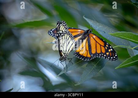 Paarungsverhalten gefährdeter Monarchschmetterlinge auf grünem Laub. Stockfoto