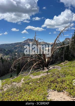 Verbrannter gefallener Baum mit Skelettzweigen im Lassen Volcanic National Park, Kalifornien, mit vulkanischen Bergen, blauem Himmel und Wolken im Spätsommer. Stockfoto