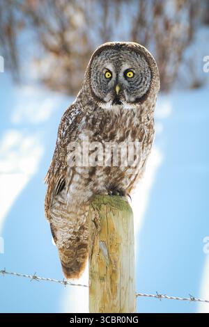 Eine große graue Eule, die auf einem Zaunpfosten steht, mitten im Winter, Alberta, Kanada. Stockfoto