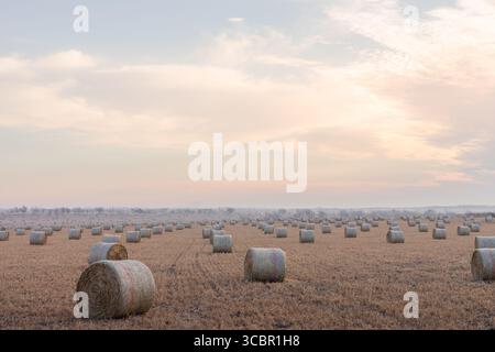 Großes offenes Feld mit Hunderten von Heuballen, die bei Sonnenaufgang ordentlich in Reihen gesäumt sind, in sanftem goldenem Licht mit einer friedlichen ländlichen Atmosphäre getaucht. Stockfoto