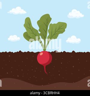 Cartoon Radieschen wächst im Boden, flache Vektor-Illustration. Süßes Wurzelgemüse mit grünen Blättern. Bio-Gartenernte, Landwirtschaft Gesund Stock Vektor