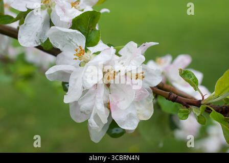 apfelbaum blüht in einem Apfelbaum in einem Garten Stockfoto
