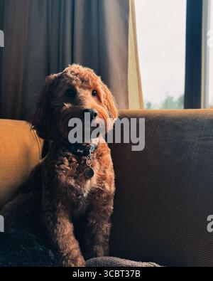 Cockapoo Stockfoto