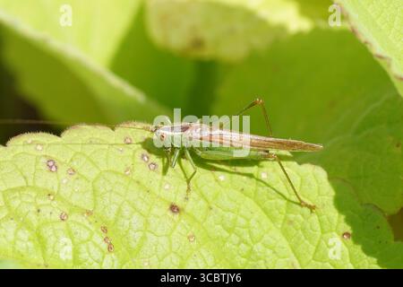 Conocephalus fuscus, der langflügelige Konehadel, Familie Tettigoniidae, die Buschgrillen auf einem Blatt Fuchshandschuh. Sommer, August, Niederlande. Stockfoto