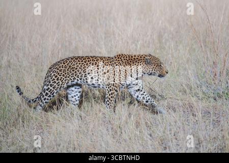 Afrikanische Tierwelt. Panthera Leopard, Panthera pardus, Levhart, Raubtier aus Afrika, Botswana. Wildtiere, typische Umgebung von Leoparden-Unterarten. Ein Stockfoto