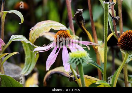 Samenköpfe aus östlichem Purpurblumen (Echinacea purpurea) isoliert auf einem natürlichen grünen Hintergrund in Devon, Großbritannien Stockfoto