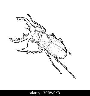 Großer Käfer der Familie der gehörnten Käfer, schwarz-weiße Skizze. Vektorabbildung. Einfache Zeichnung eines Insekts, isoliert auf weißem Hintergrund Stock Vektor